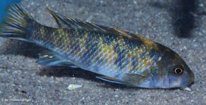 Labeotropheus trewavasae 'Higga Reef'